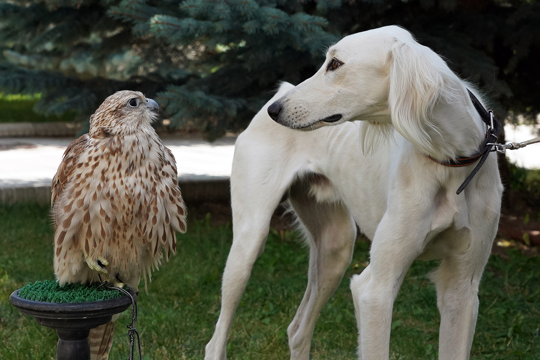 Falke und Hund
