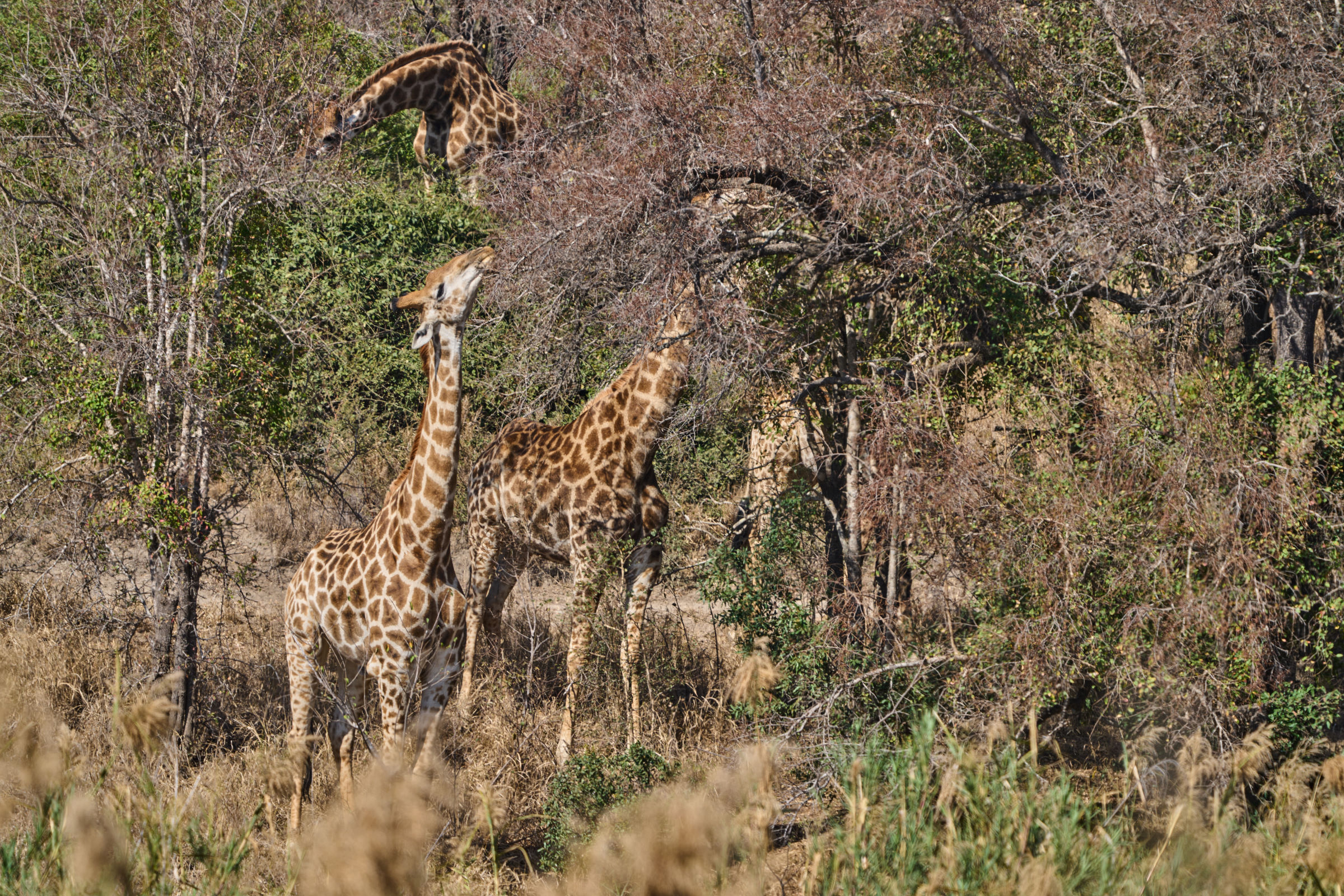 Giraffe bei 42