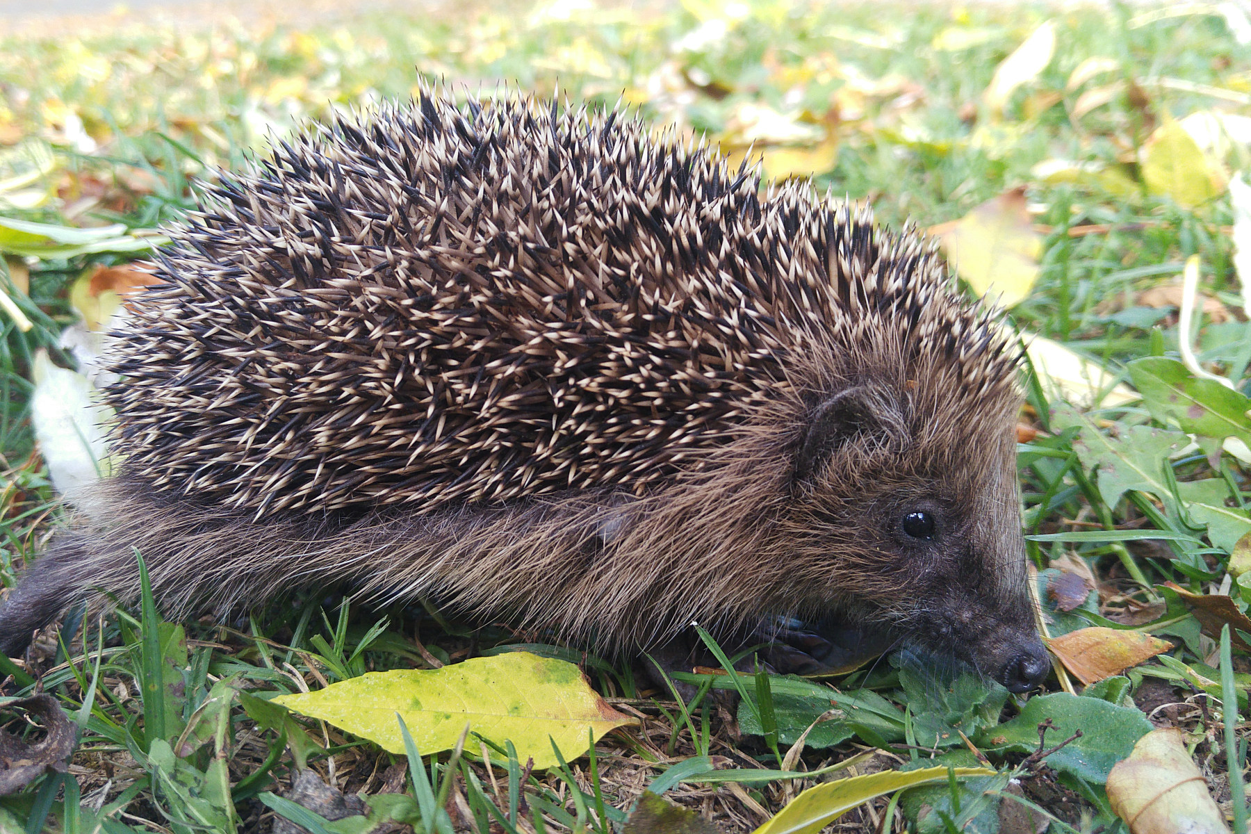 Igel