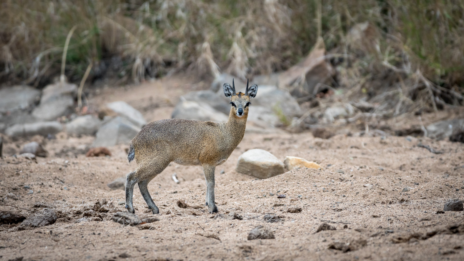 Antilope