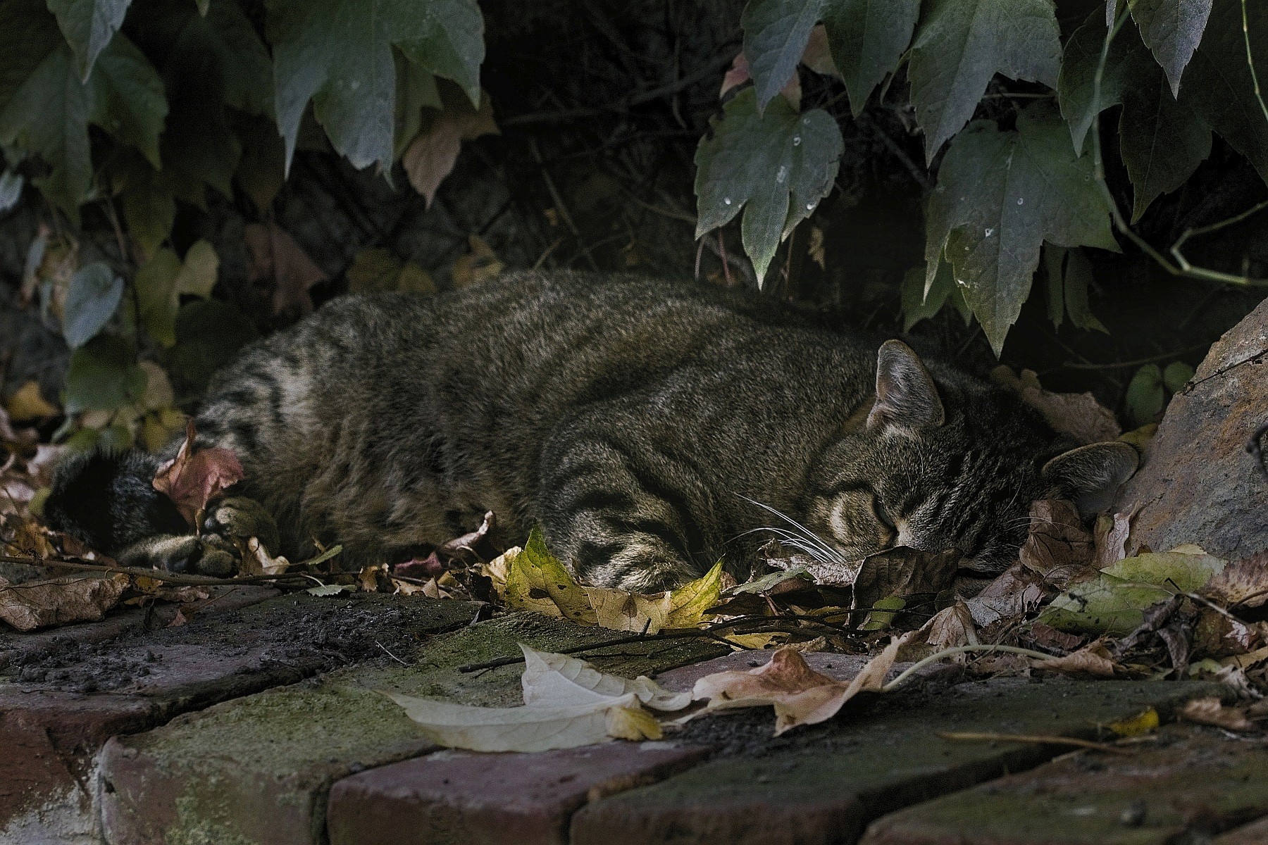 Gartenkatze