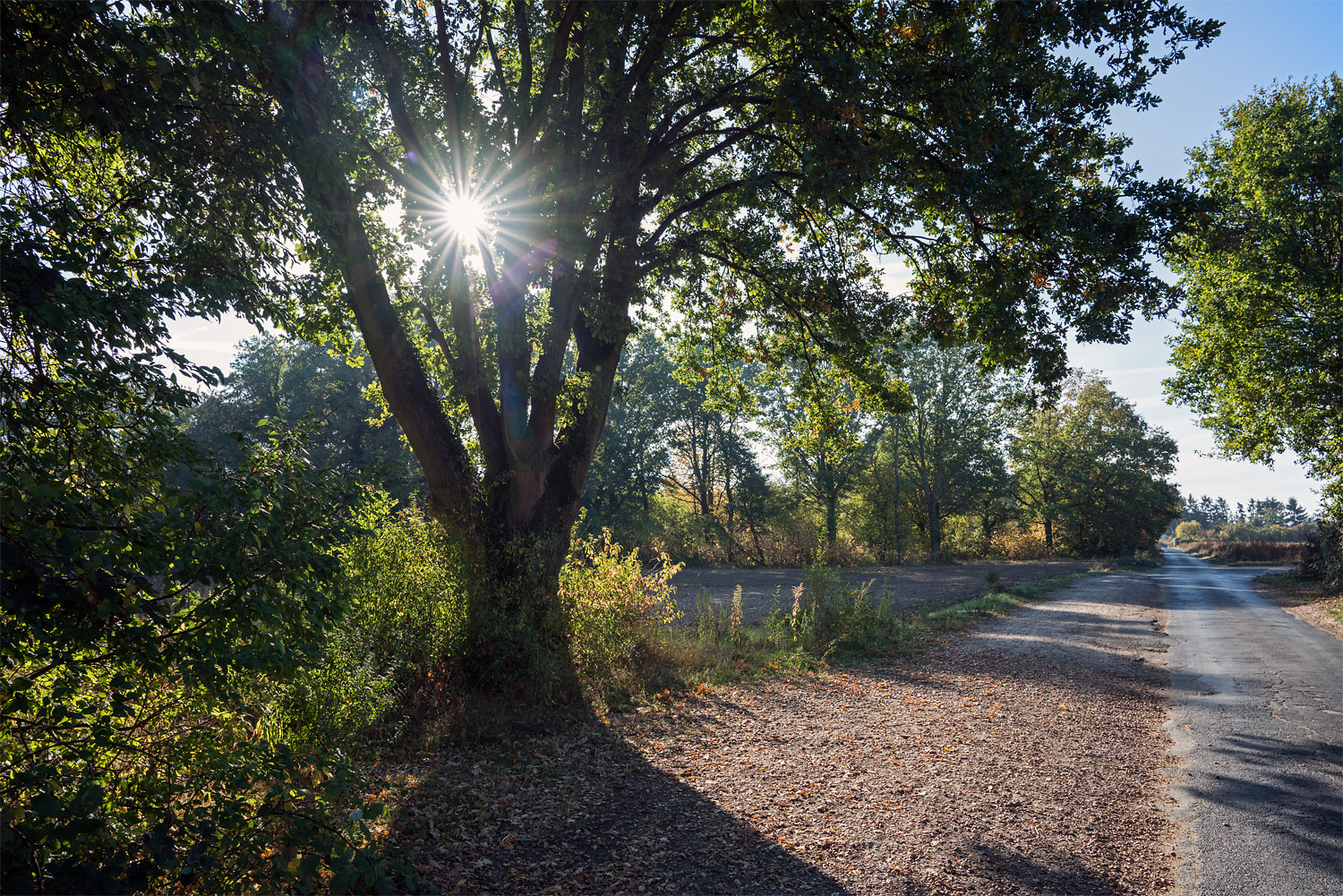 Testbild Sony FE 24mm/1.4 GM