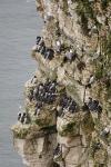 Bempton-Cliffs-03