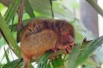 Tarsier (1)