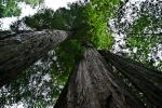 Redwood, mal so eben über 100m hoch