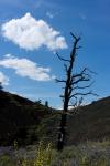 Abgestorbener Baum