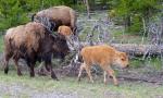 Yellowstone Buffalo 4