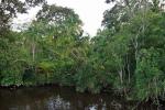 Mangroven am Klias, Borneo