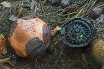 Rafflesia-Knospe und verblüht