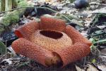 Rafflesia Keithii