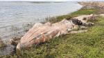 Dead Whale 1