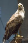 Seeadler