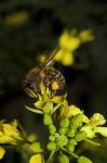 Bienchen 2