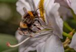 Hummel im Anflug 1