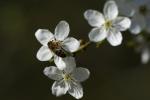 Bienchen bei der Arbeit