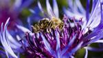 Biene und Kornblume