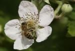 Biene auf Brombeerblüte