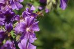 Bienchen im Anflug