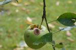 Apfel und Biene