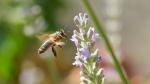 Bienchen im Flug