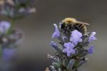 Wollige Biene oder junge Hummel