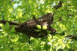 Bienenschwarm im Baum