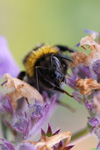 Hummel im Gewitter