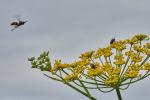 Anflug zum Fenchel