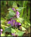 Hummel mit Taubnessel