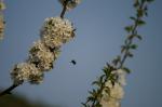 Hummel auf Kirschblüten