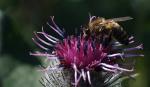 Biene auf Arctium tomentosum