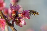 Biene und Pfirsichblüte