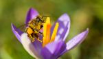 Biene auf Krokus