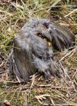 Insekten auf totem Vogel