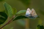 Schmetterling im Werdensteiner Moor 1