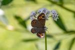 unbekannter Schmetterling