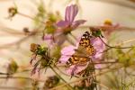 Distelfalterauf Cosmea 1