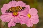 Distelfalterauf Cosmea 4