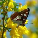 Limenitis in Albanien