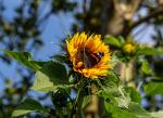 Schmetterling auf Sonnenblume