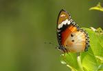 Danaus chrysippus