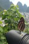 Schmetterling mag Tamron