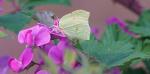 Goldene Acht (Colias croceus)