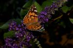 Distelfalter (Vanessa cardui)