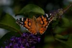 Distelfalter (Vanessa cardui)