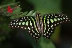 Schmetterling im Maxipark Hamm