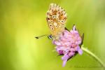 Hauhechel-Bläuling (Polyommatus icarus)