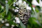 Schmetterling @ Mainau