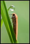 Dottergelbes Flechtenbärchen