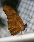 Dryas iulia